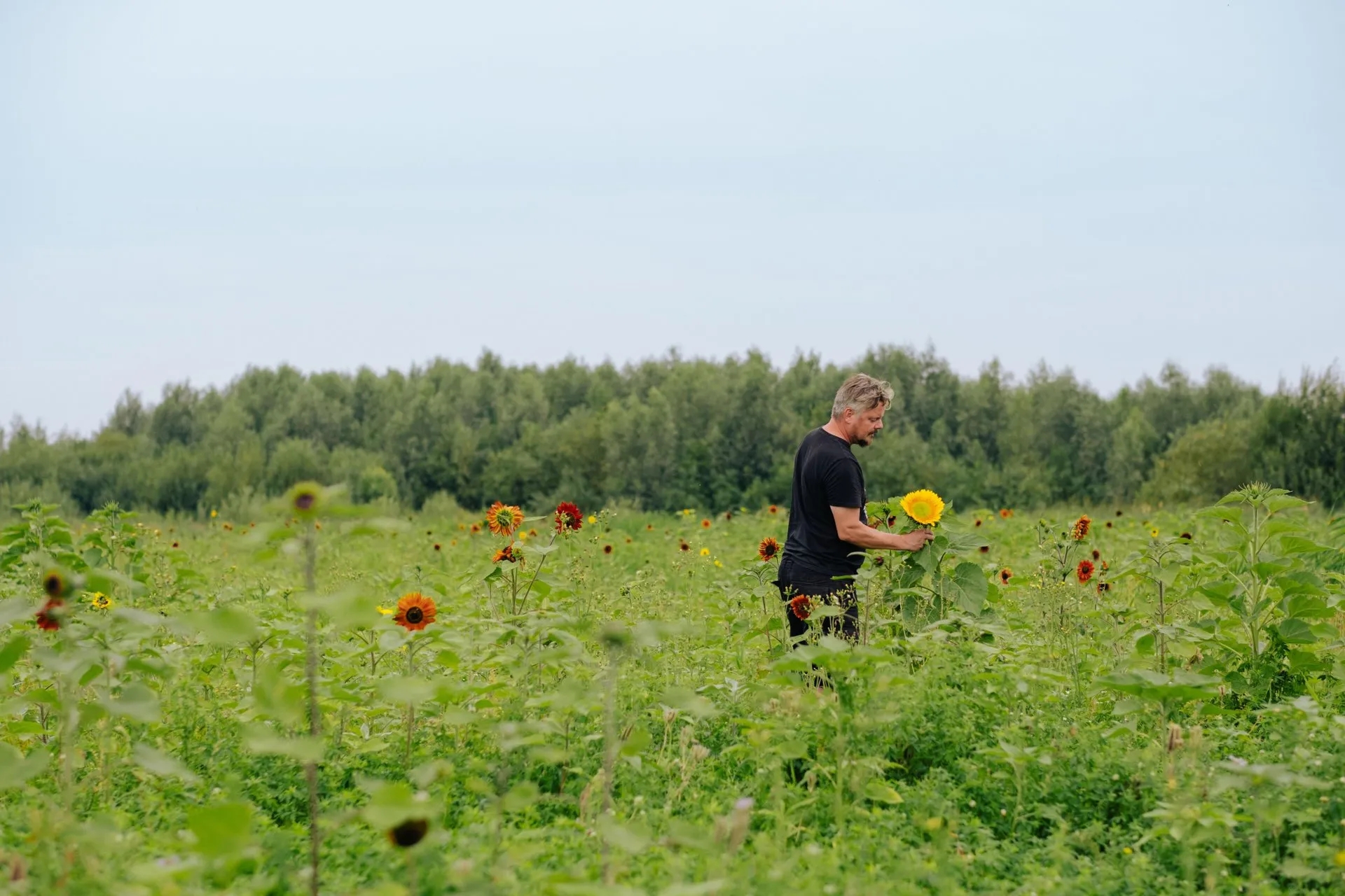 Man in een zonnebloem veld in Breda