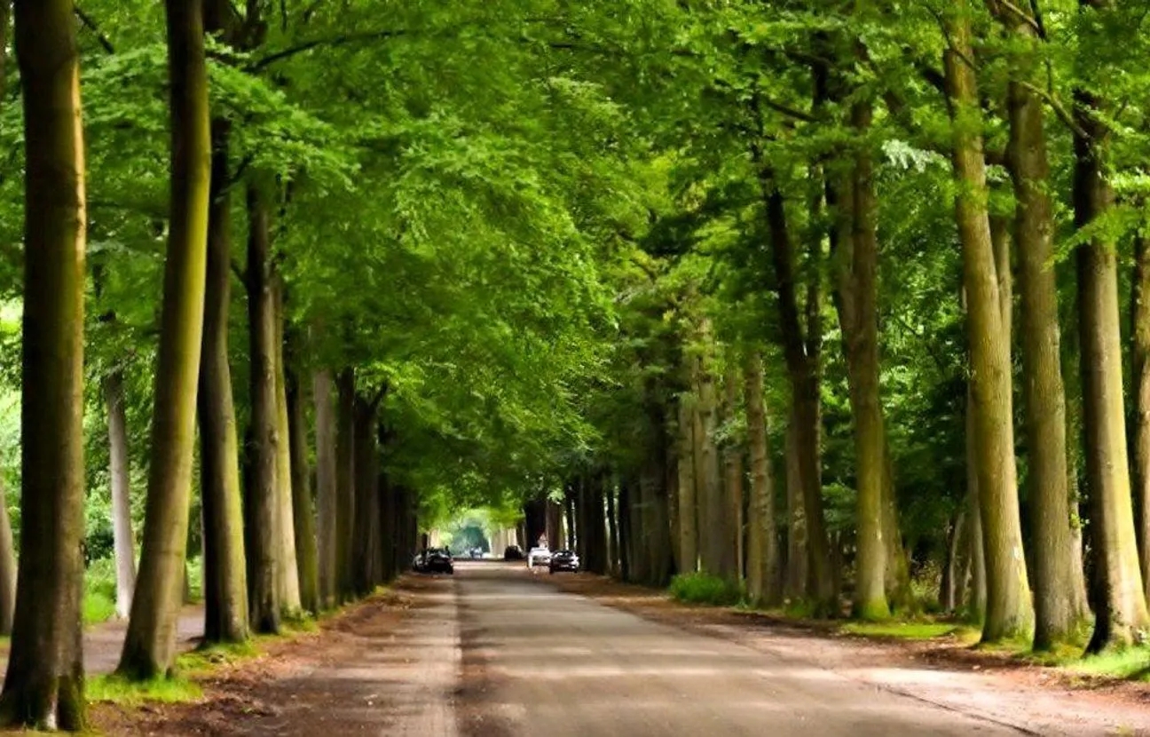 Sandy path surrounded by trees in the Mastbos Breda