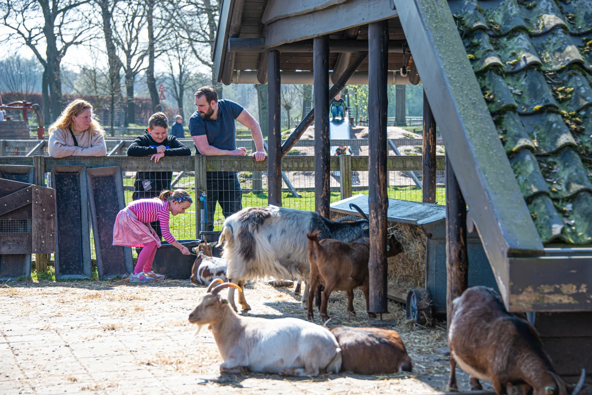 A family watching goats and a girl petting a goat.